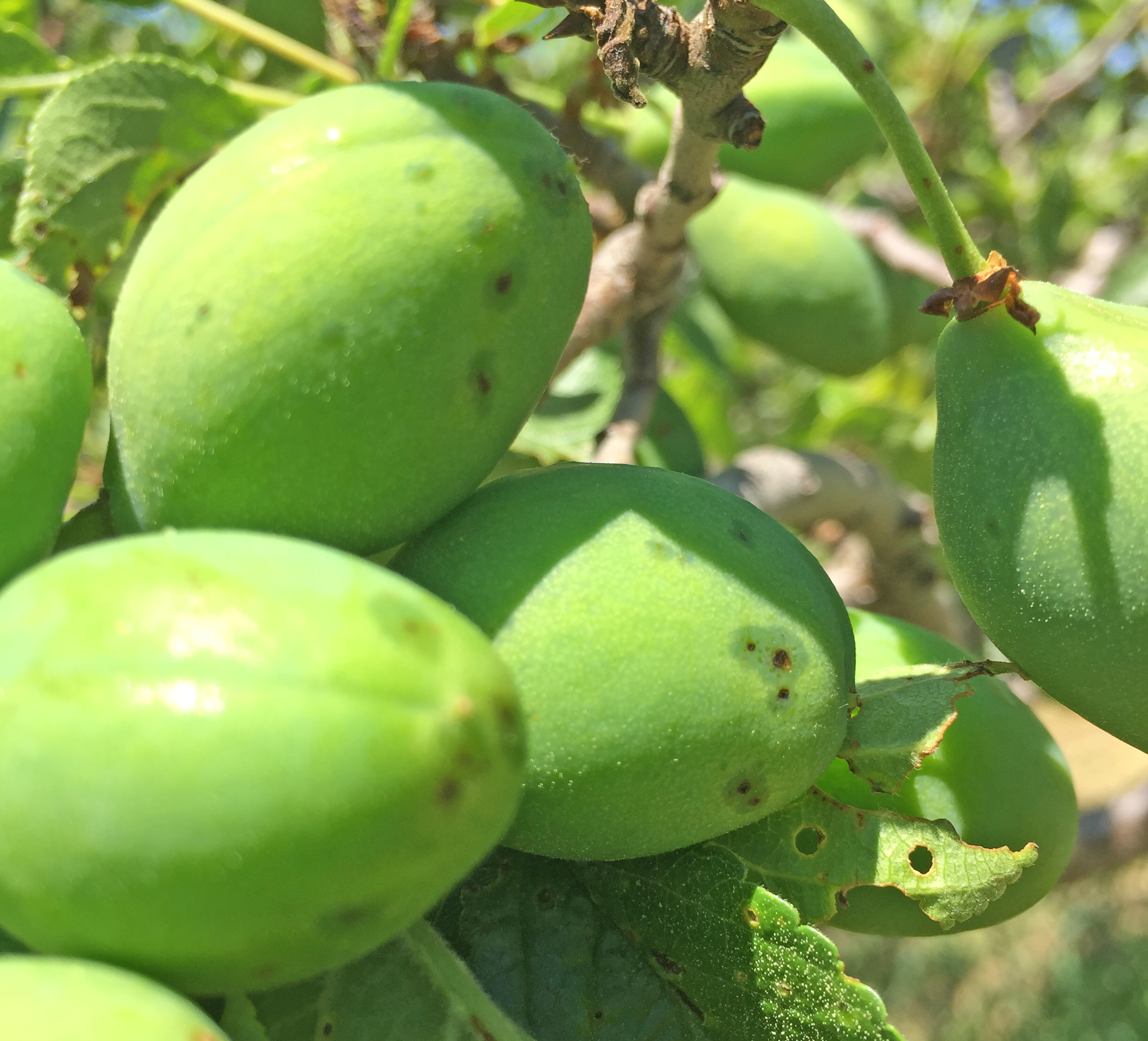 Bacterial spot symptoms in plums